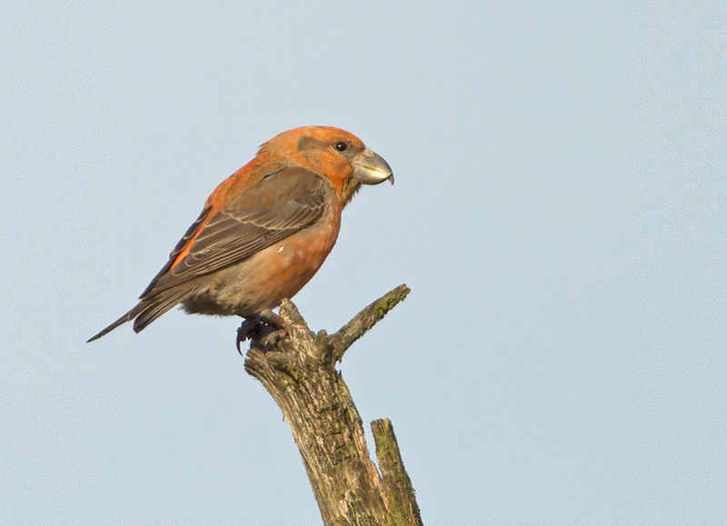 Grote Kruisbek 4