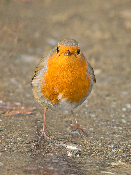 Roodborst frontal
