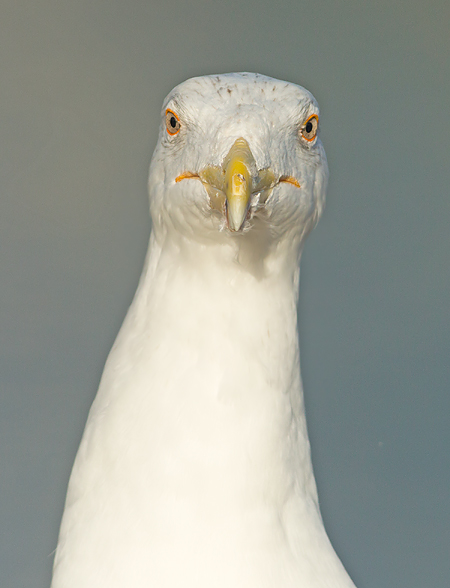 Grote Mantelmeeuw frontal