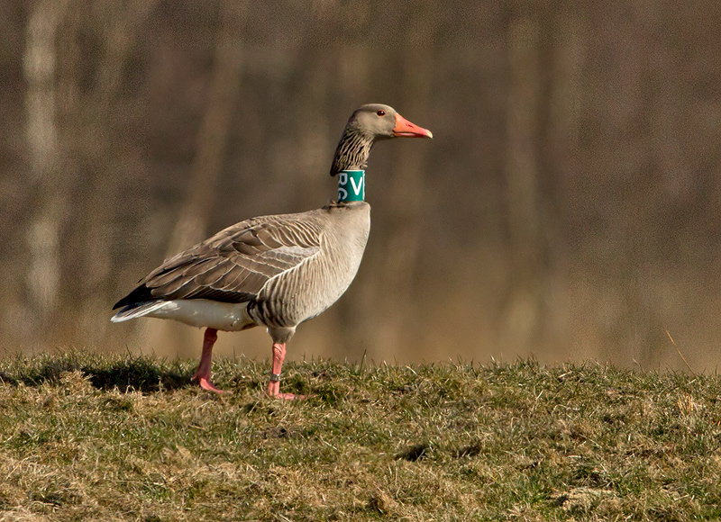 Grauwe Gans VRG