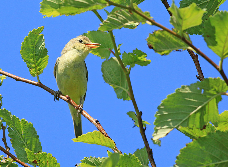 Orpheusspotvogel 1