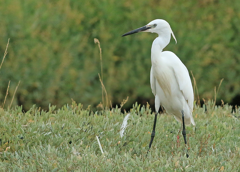 Kleine Zilverreiger 2