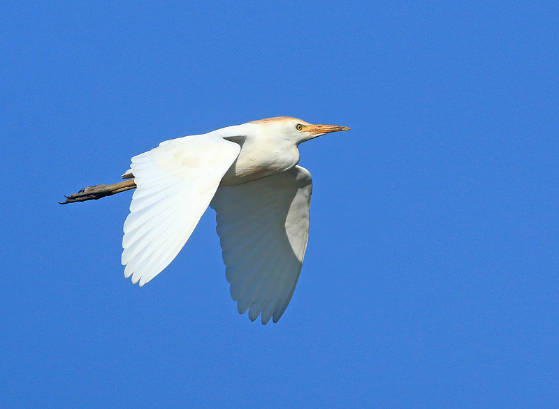 Koereiger 8