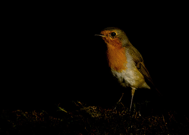 Roodborst 9