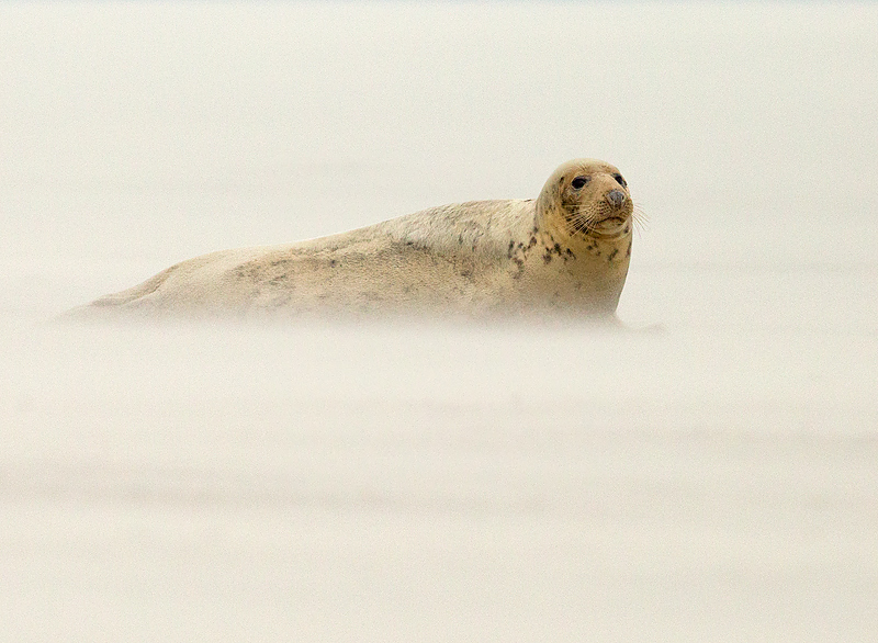 Grijze Zeehond 2
