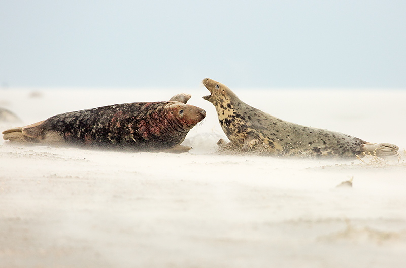 Grijze Zeehond 3