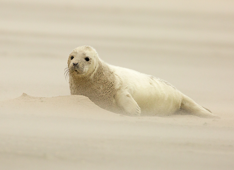 Grijze Zeehond 8