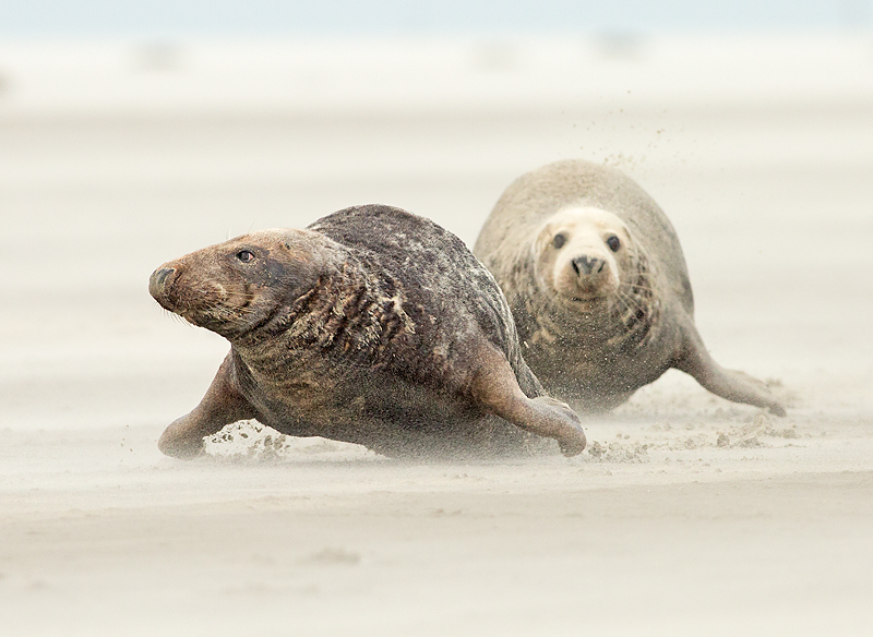 Grijze Zeehond 9