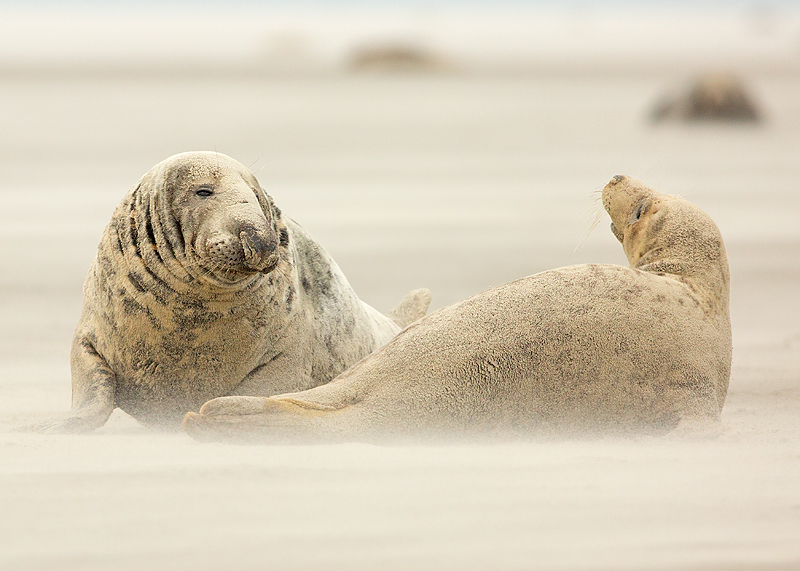 Grijze Zeehond 10