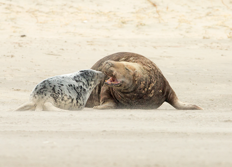 Grijze Zeehond 11