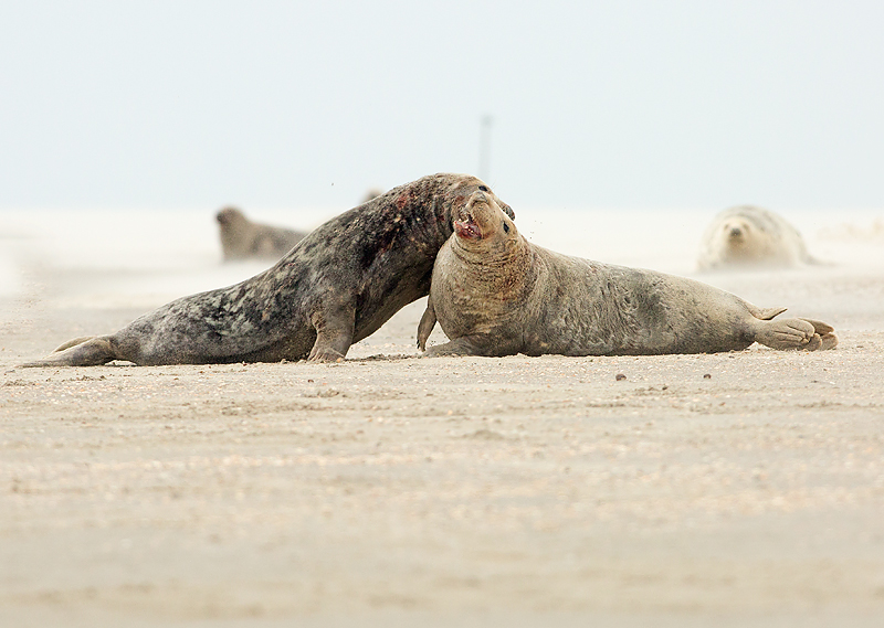 Grijze Zeehond 15