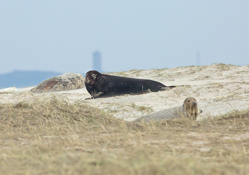 Grijze Zeehond 18