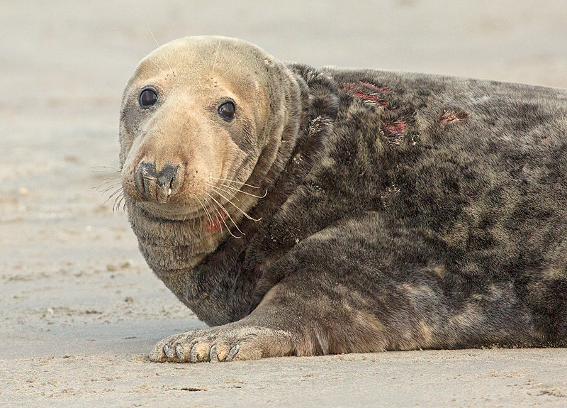 Grijze Zeehond 19
