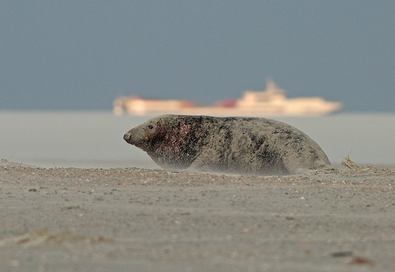Grijze Zeehond 20