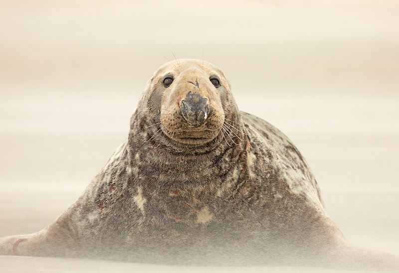 Grijze Zeehond 22