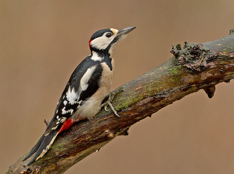 Grote Bonte Specht 9