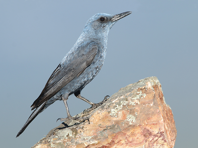 Blauwer Rotslijster 2