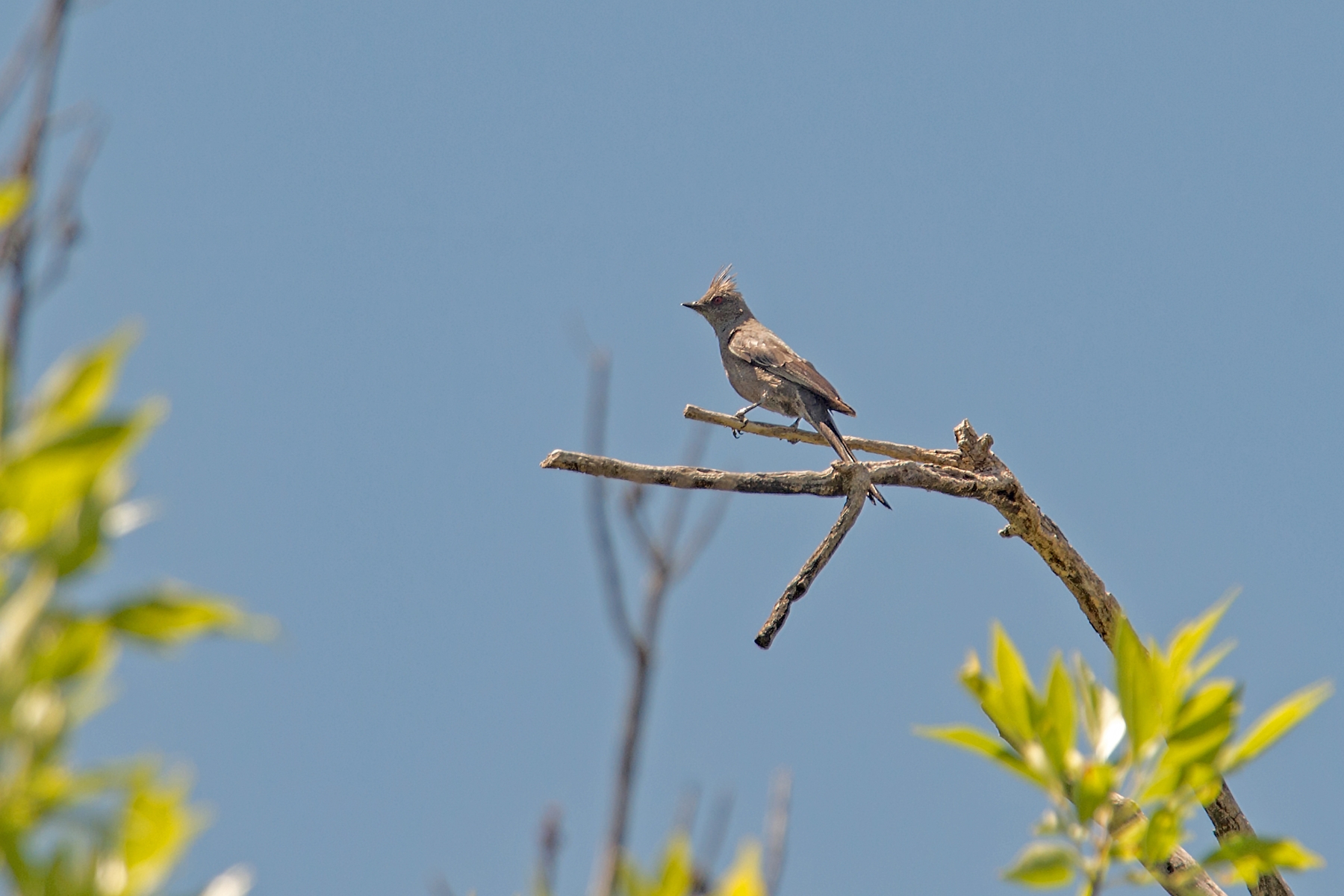 Phainopepla (Female)