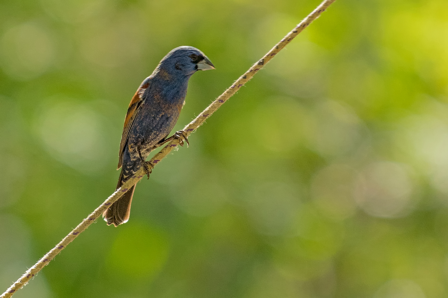 Blue Grosbeak (Male)