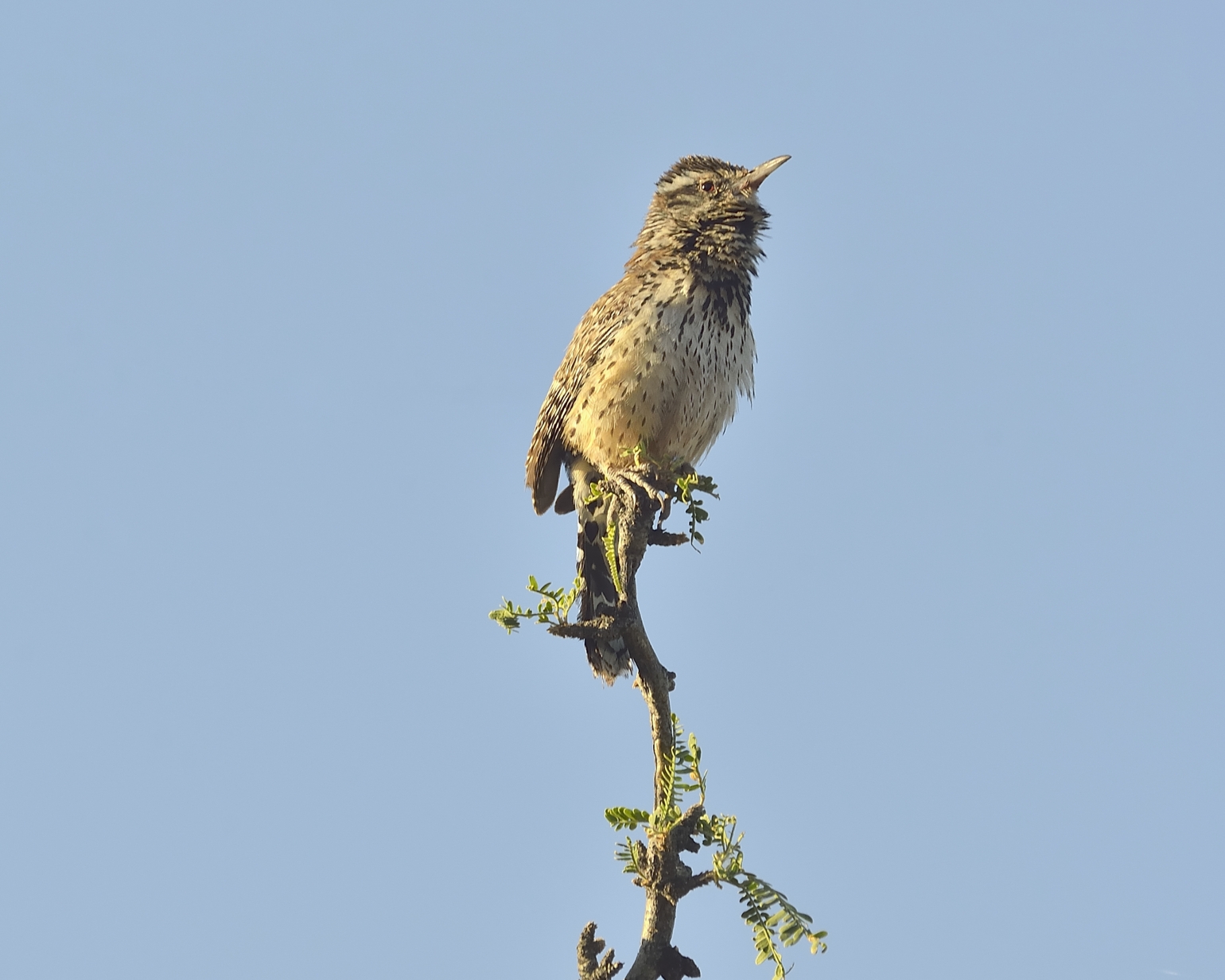 Arizonas State Bird