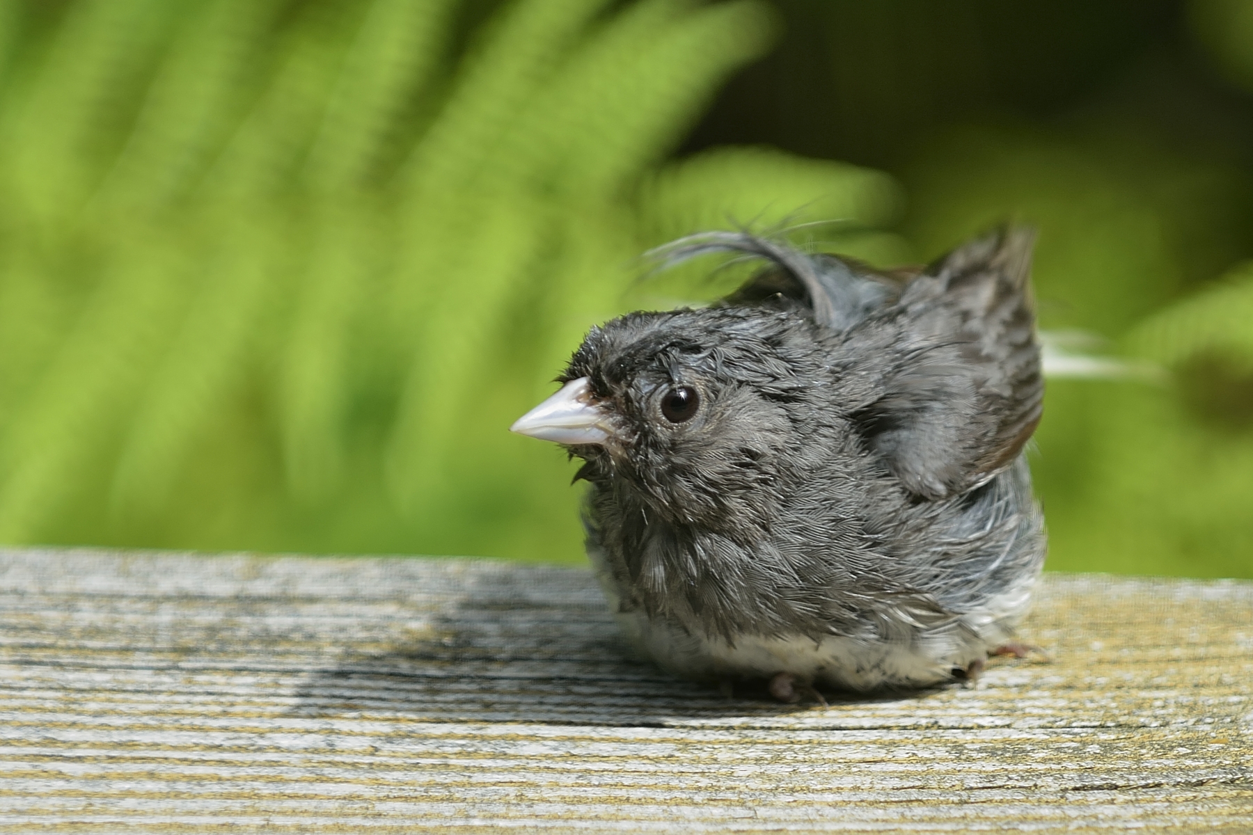 Dark-eyed Junco (Immature)