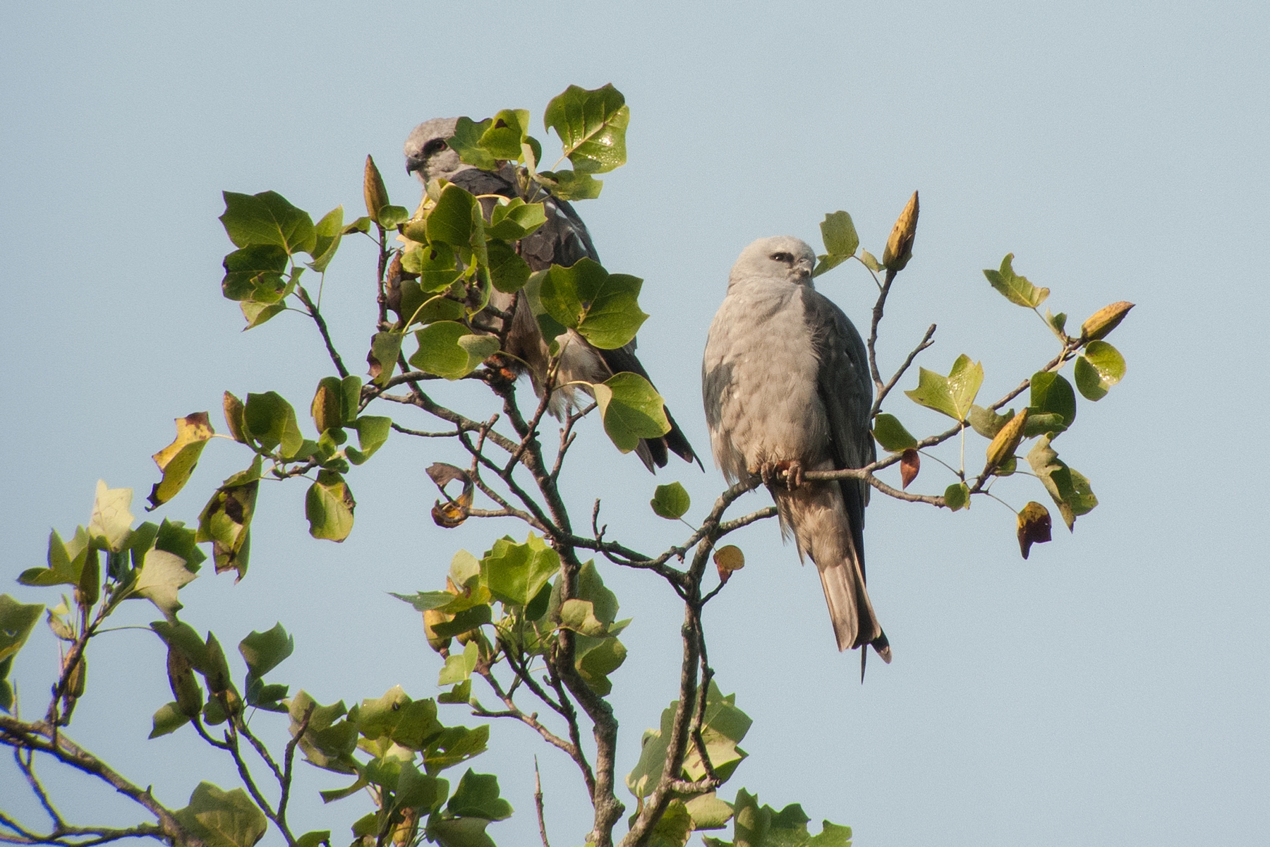 Mississippi Kites