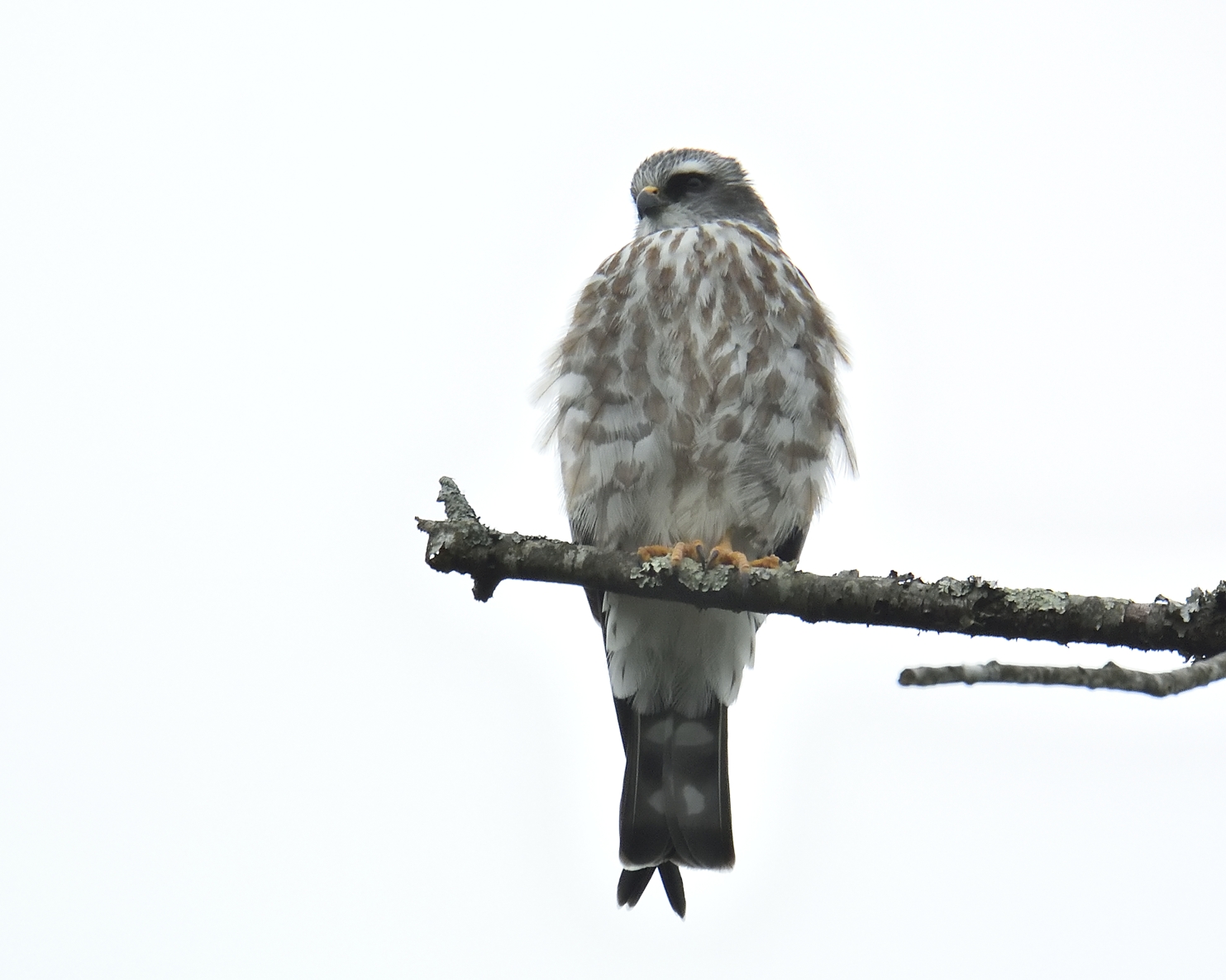 Mississippi Kite (Juvenile)