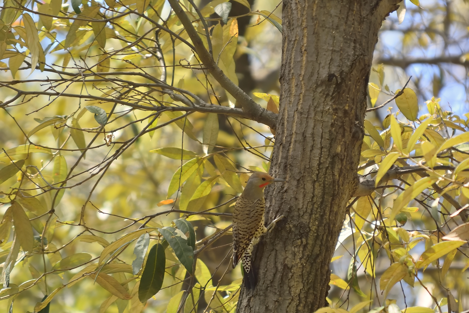 Gilded Flicker (Male)