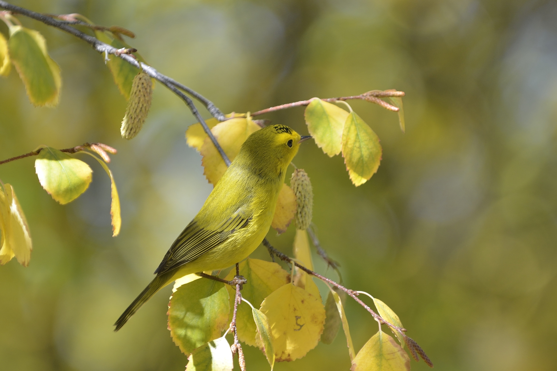 Wilsons Warbler