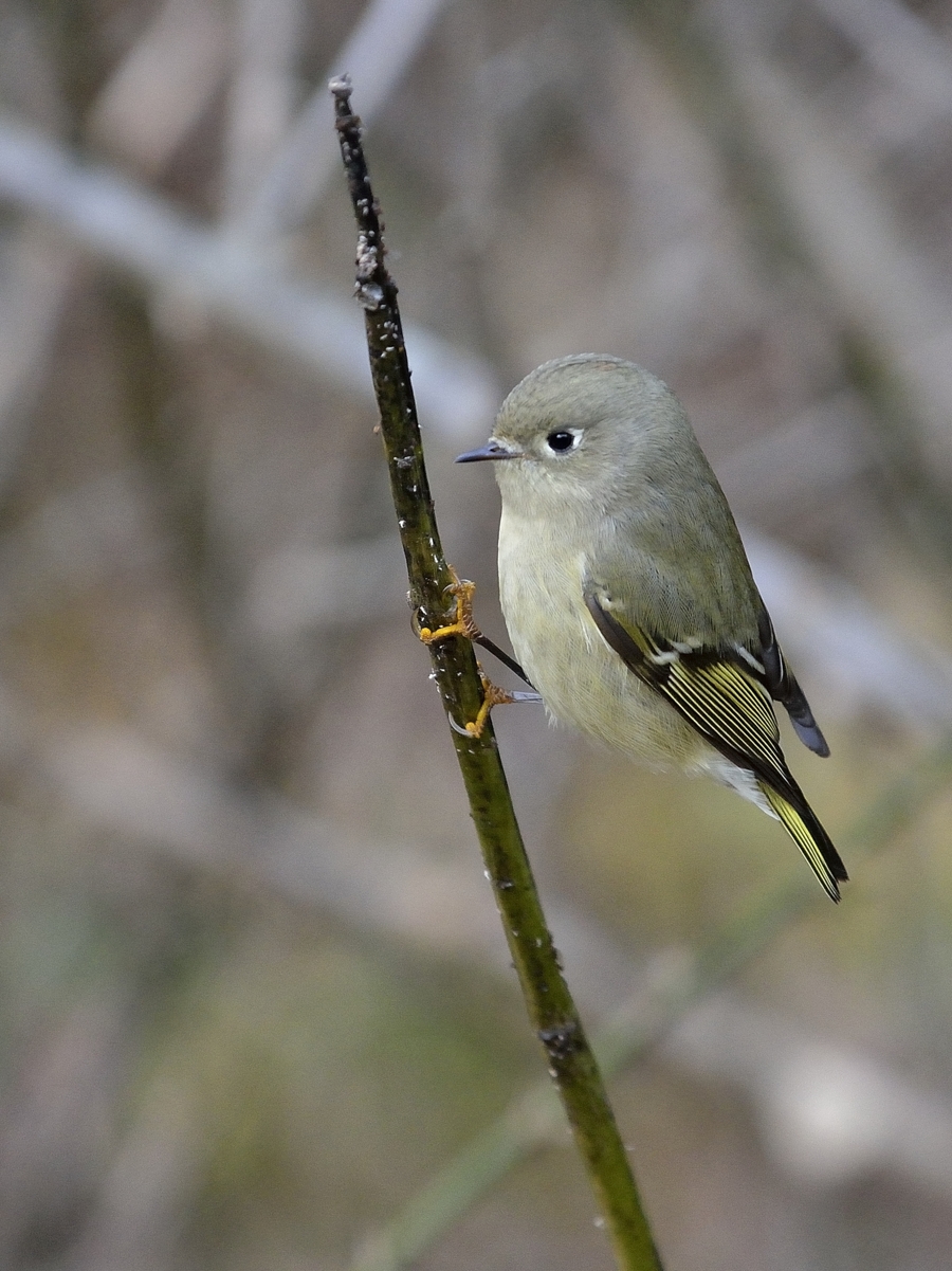 Ruby-crowned Kinglet