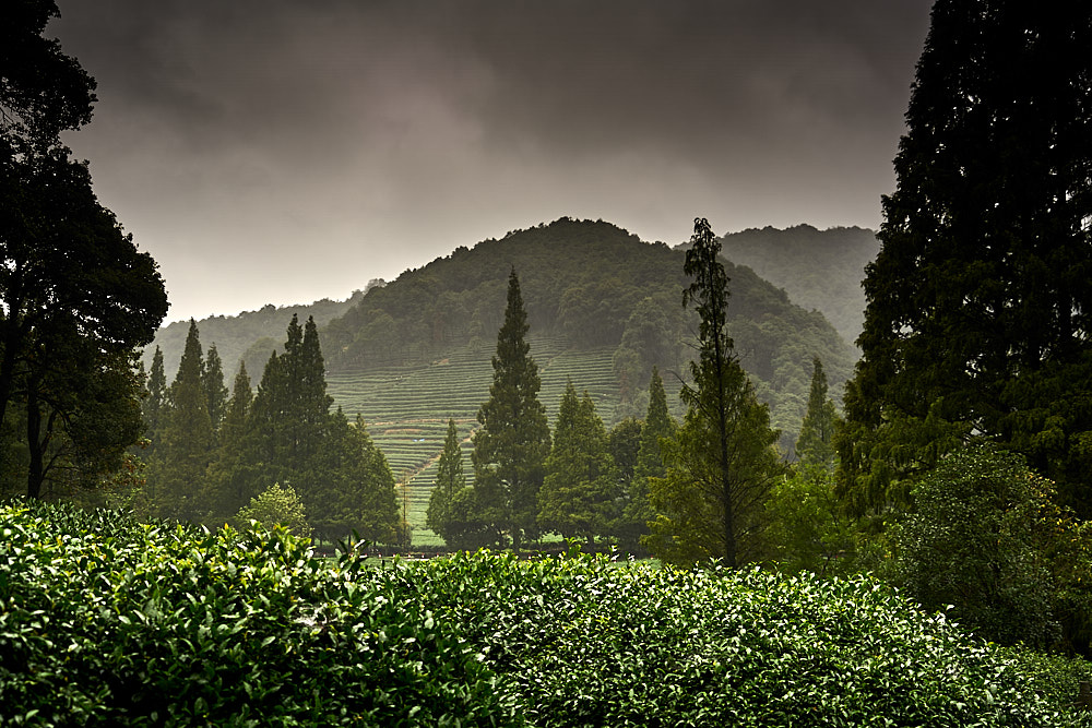 Tea plantation