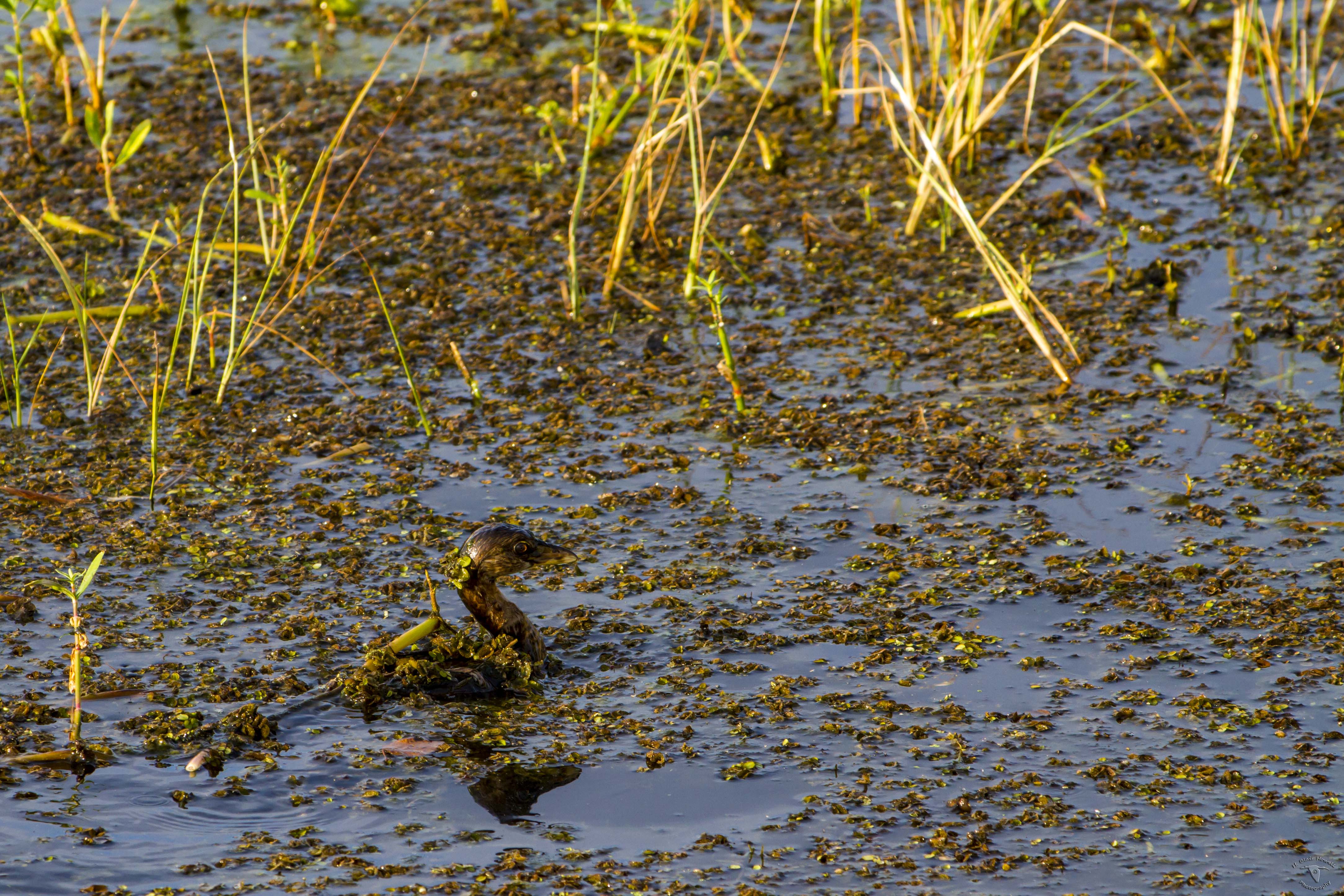 Pied-Billed Grebe (Podilymbus podiceps)