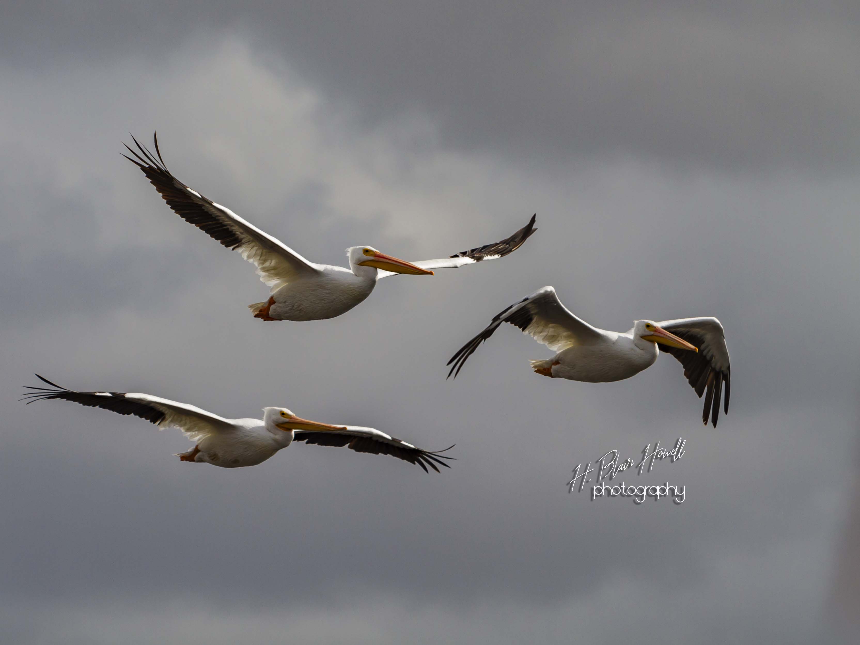 American White Pelican