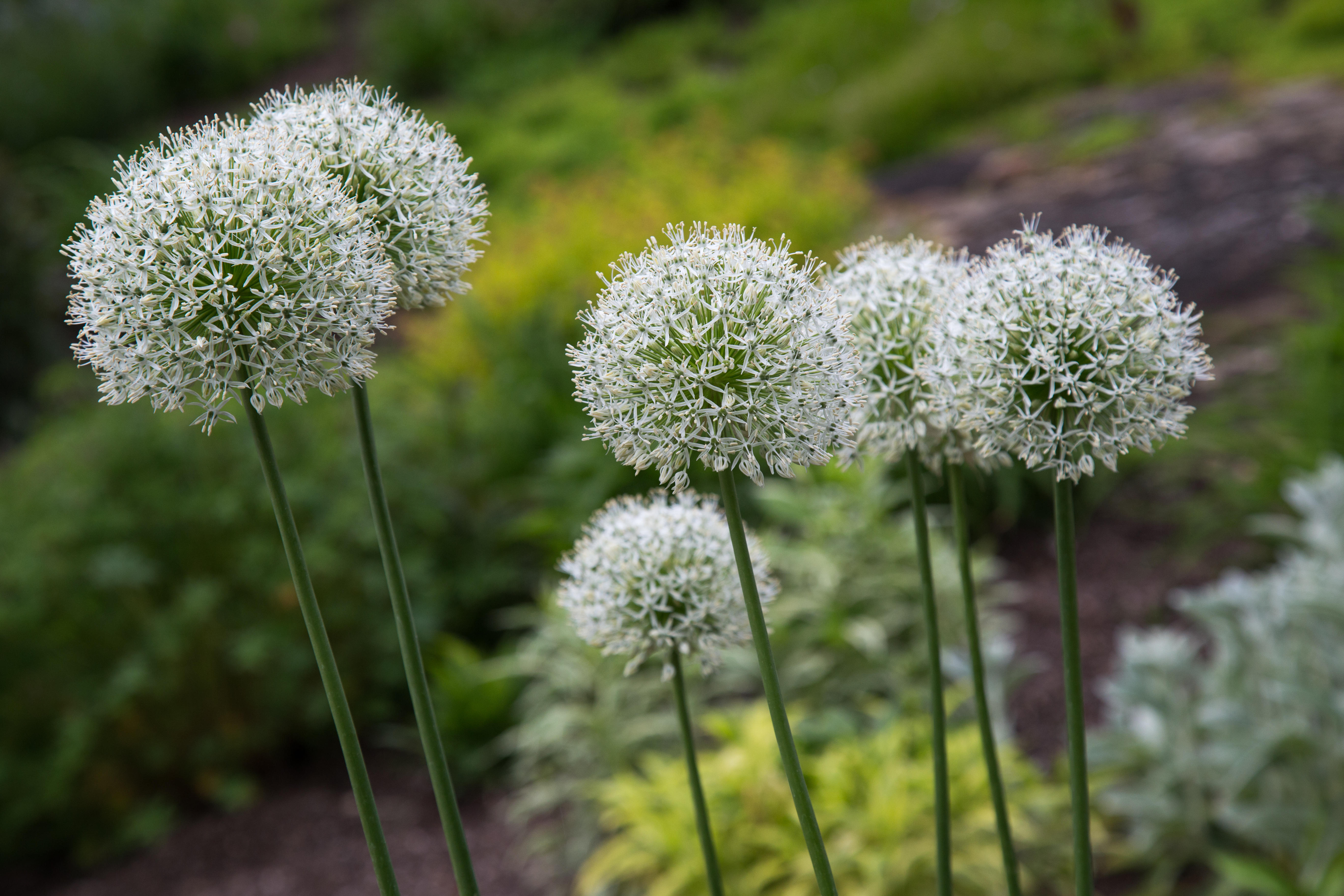 white allium