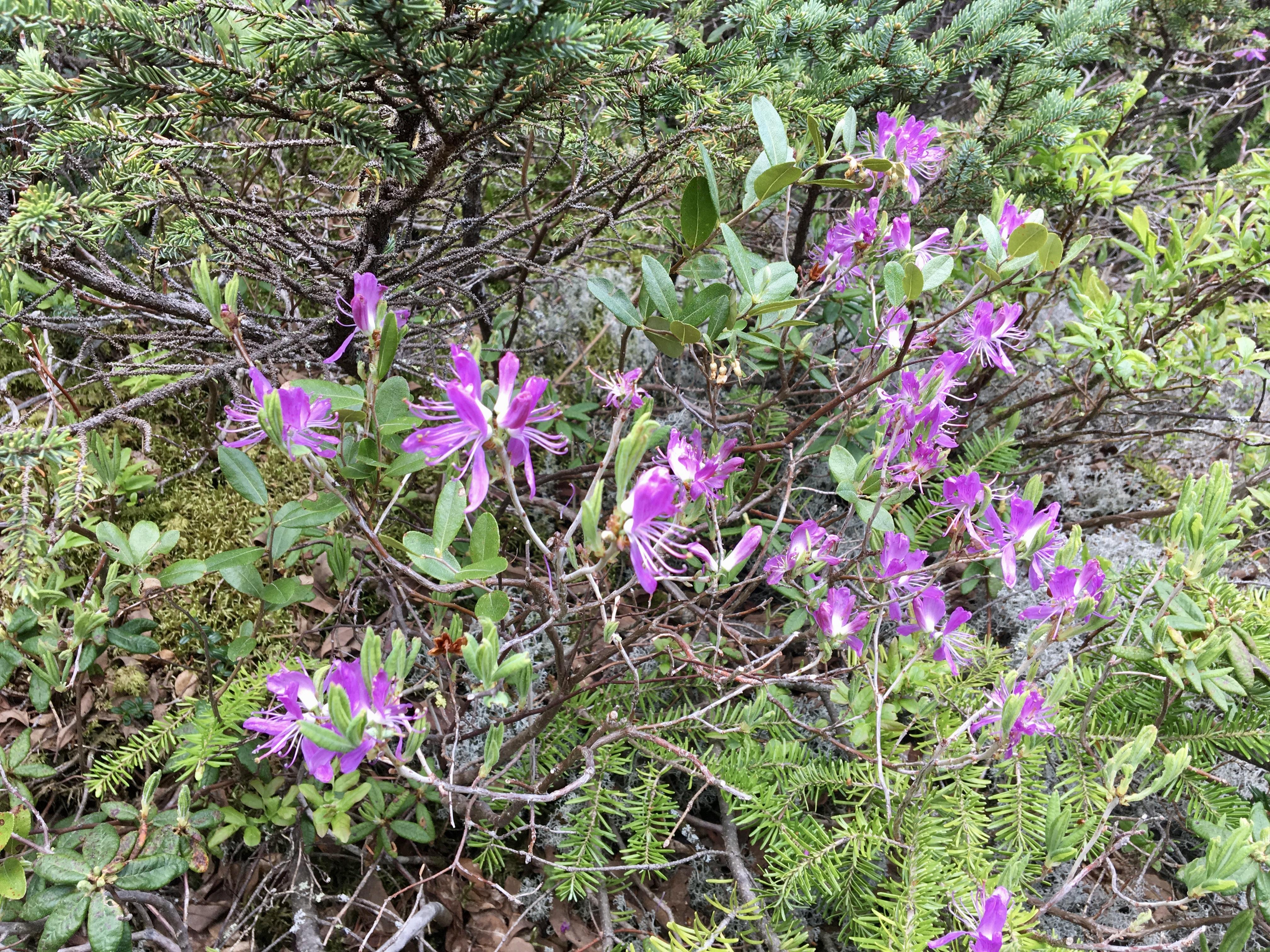 rhodora
