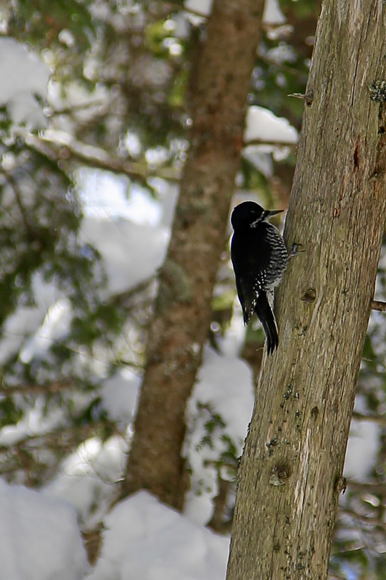 female black-backed woodpecker