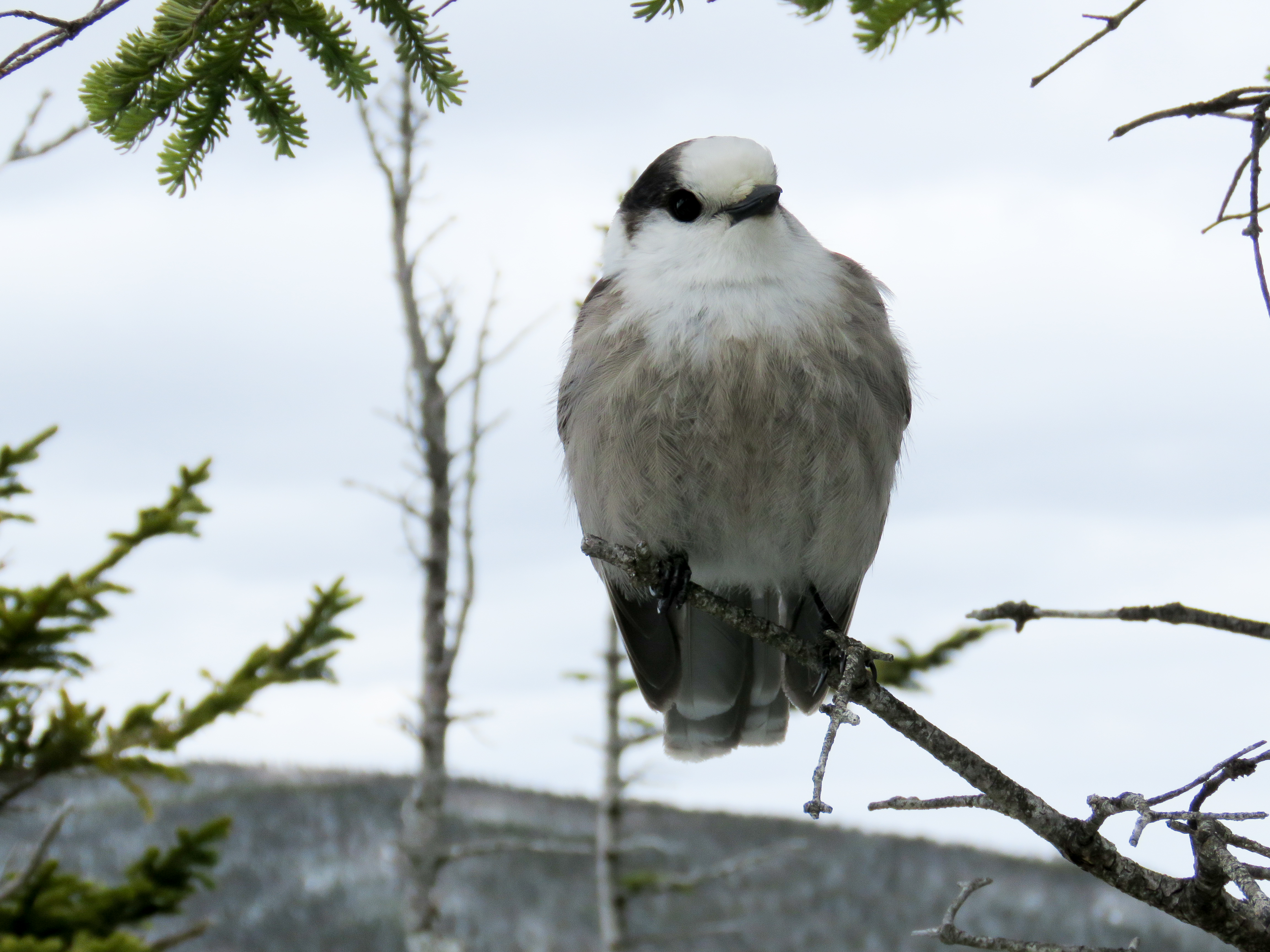 Gray Jay