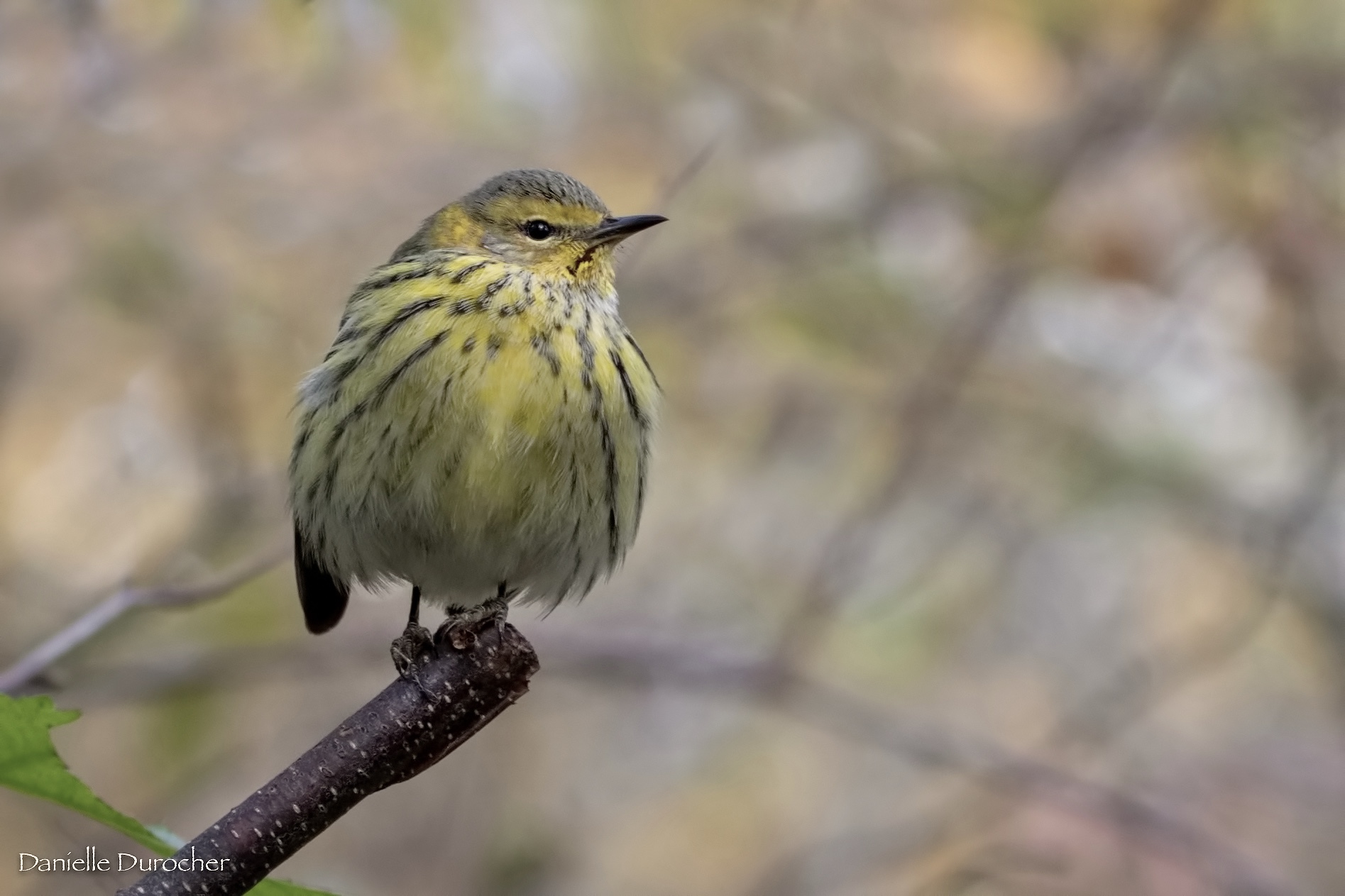 Cape May Warbler