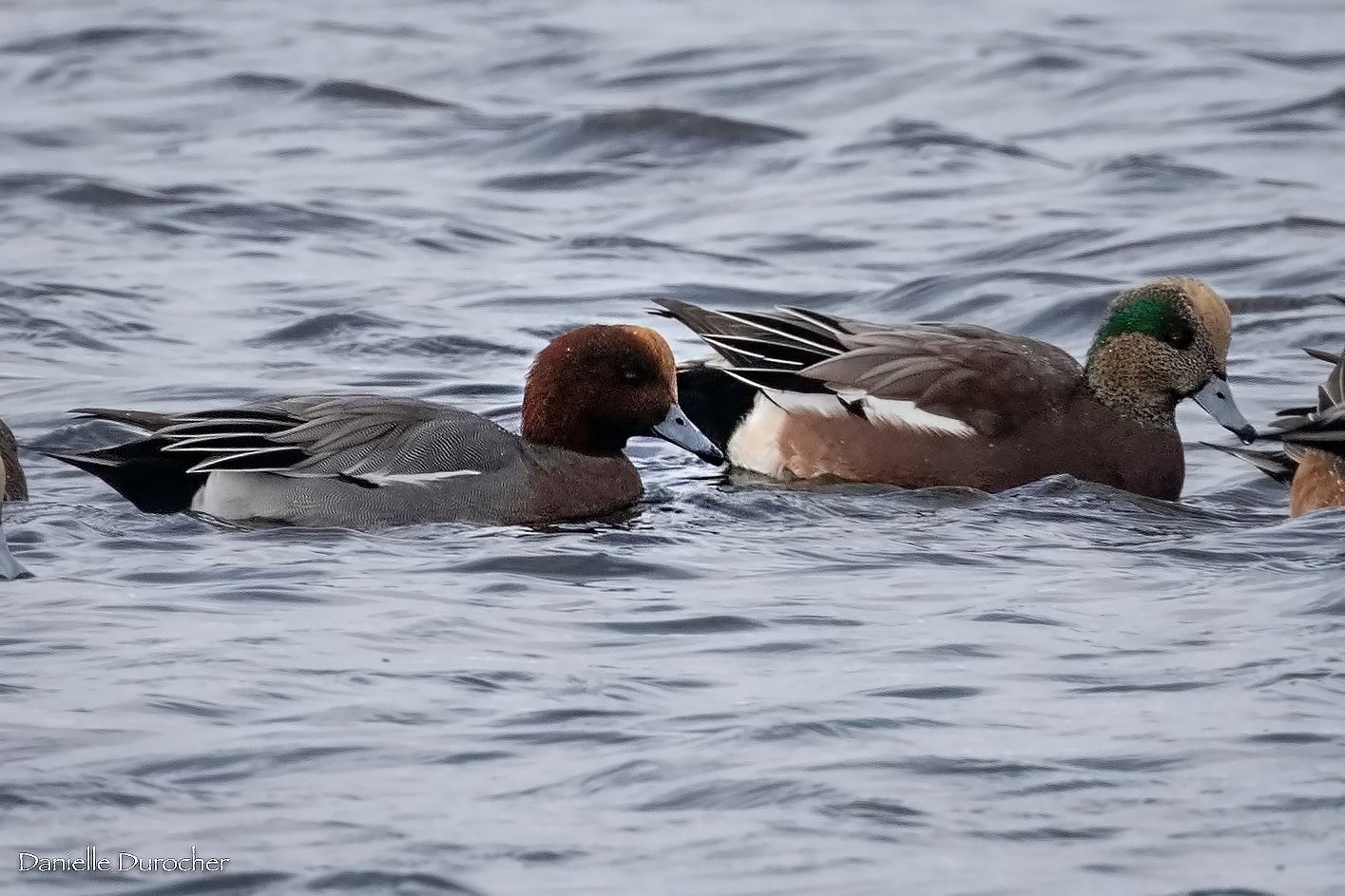 Eurasian and American Wigeon