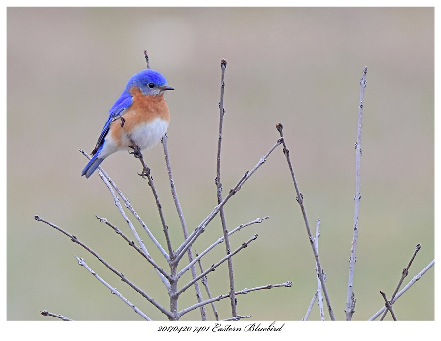 20170420 7401 Eastern Bluebird.jpg