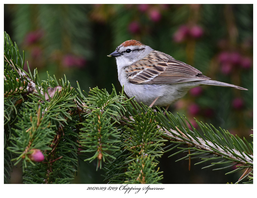 20170509 8709 Chipping Sparrow.jpg