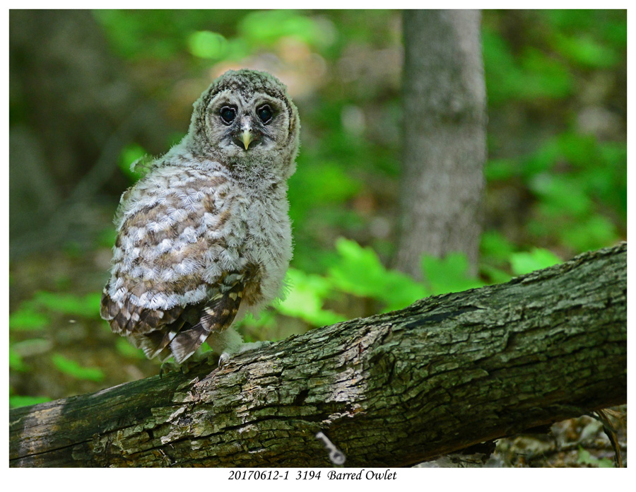 20170612-1  3194  Barred Owlet.jpg