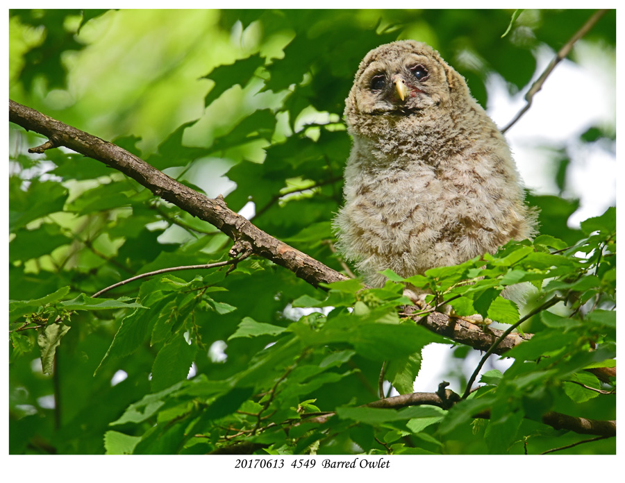 20170613  4549  Barred Owlet.jpg