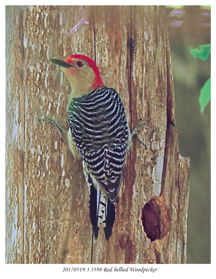 20170519-3 3598 Red-bellied Woodpecker2r1.jpg