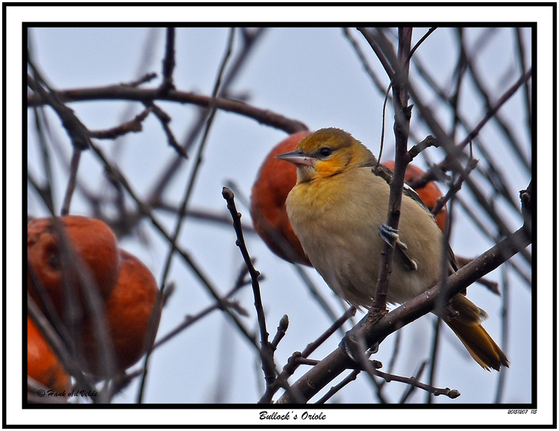 20151207 115 Bullocks Oriole 2.jpg