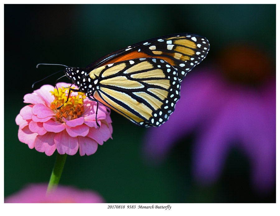 20170818  9383  Monarch Butterfly.jpg