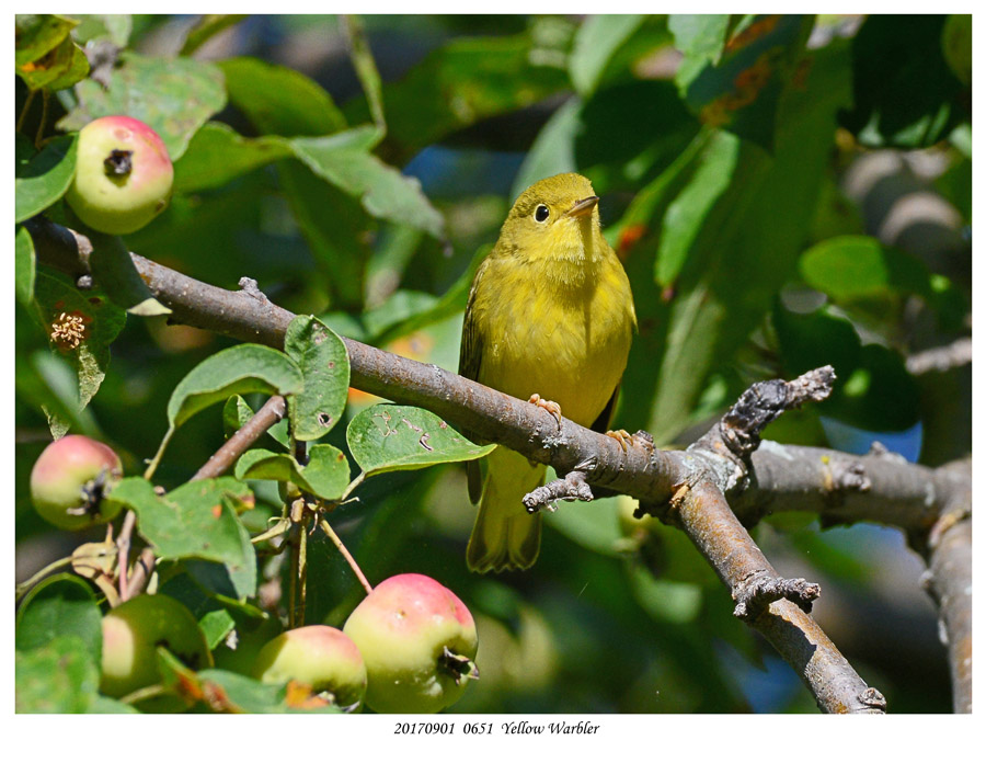 20170901  0651  Yellow Warbler.jpg