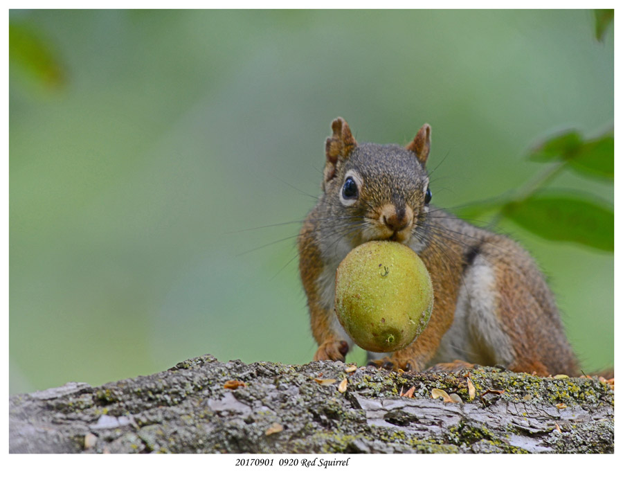 20170901  0920 SERIES - Red Squirrel.jpg