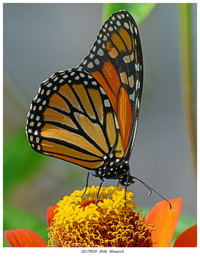 20170920  2046  Monarch.jpg