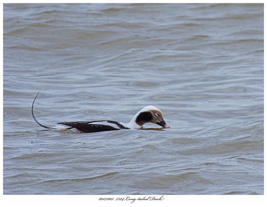 20171103  7324Long-tailed Duck.jpg